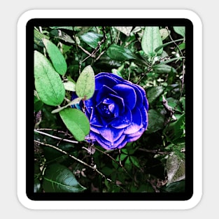 Blue Camellia 401 Sticker